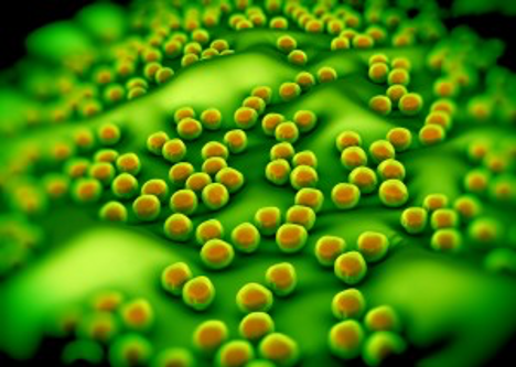 Bacteria - Staph/ Staphylococcus Aureus 