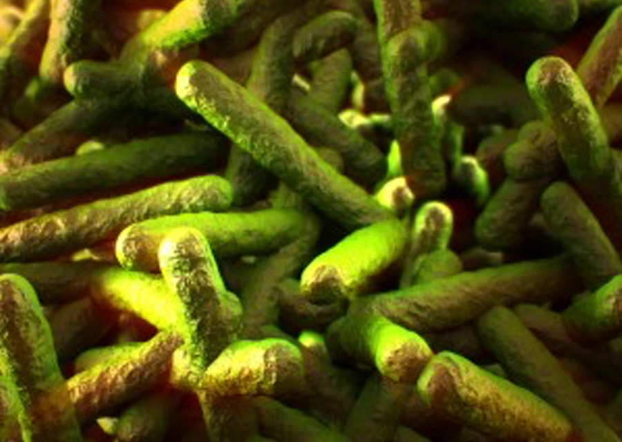 Bacteria - Listeria Monocytogenes 