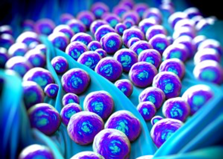 Bacteria - Mrsa