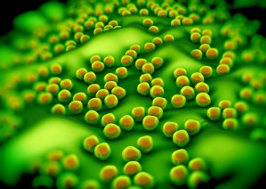 Bacteria - Staph / Staphylococcus Aureus