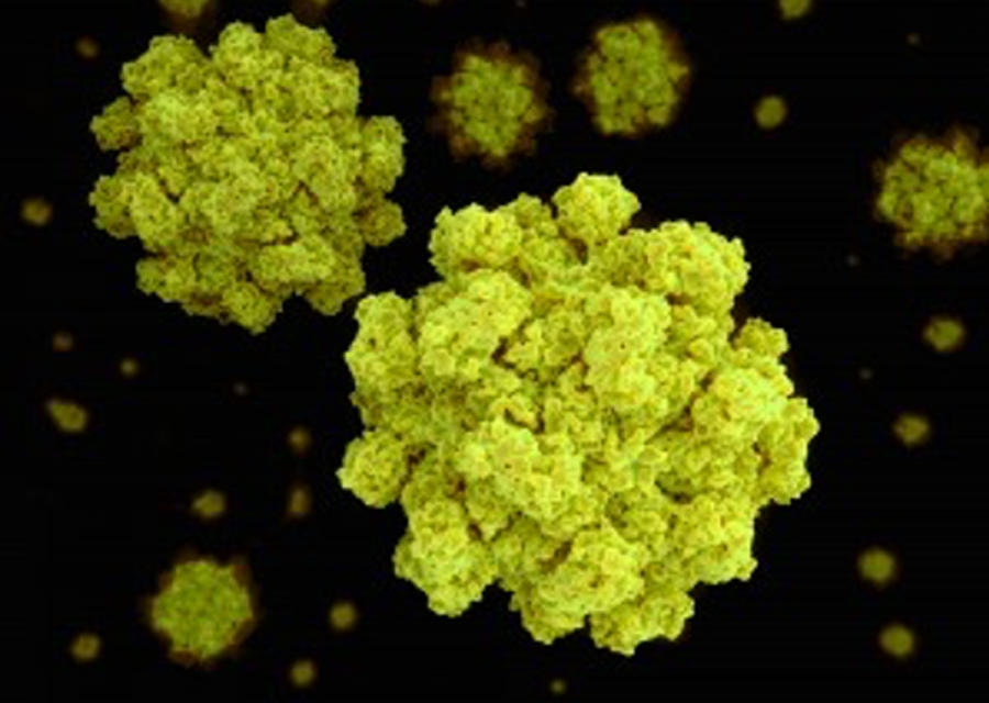 Virus - Norwalk Norovirus